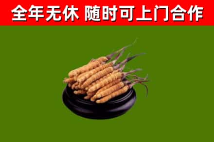 张掖回收冬虫夏草